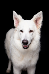White Shepherd on the black background