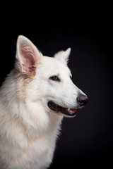 White Shepherd on the black background