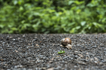 Burgundy snail Helix on the forest surface in natural environment macro close-up images nature focus depth