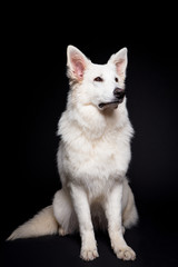 Obraz premium White Shepherd on the black background