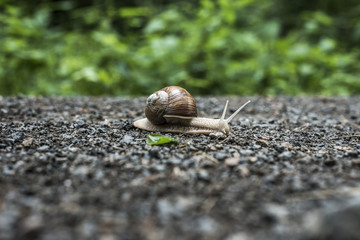 Burgundy snail Helix on the forest surface in natural environment macro close-up images nature focus depth