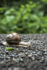 Burgundy snail Helix on the forest surface in natural environment macro close-up images nature focus depth
