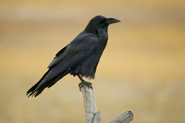 Common Raven (Corvus corax) Yellowstone NP, Wyoming, USA