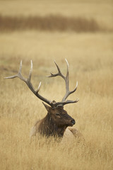 Elk - a.k.a. Wapiti deer - (Cervus canadensis), Greater Yellowstone ecosystem, Wyoming, USA