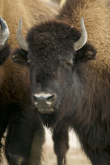 American Bison (Bison bison) Grand Teton & Yellowstone NPs, Wyoming, USA