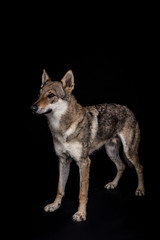 wolf dog on the black background