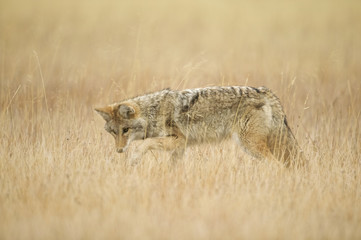 Coyote (Canis latrans) Grand Teton & Yellowstone NPs, Wyoming, USA © Enrique