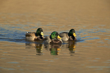 Mallard (Anas platyrhyncos)