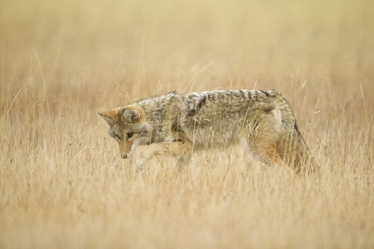 Coyote (Canis latrans) Grand Teton & Yellowstone NPs, Wyoming, USA
