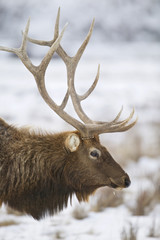 Elk - a.k.a. Wapiti deer - (Cervus canadensis), National Elk Refuge, Flat Creek, Grand Teton NP, Wyoming, USA