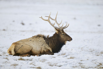 Elk - a.k.a. Wapiti deer - (Cervus canadensis), National Elk Refuge, Flat Creek, Grand Teton NP, Wyoming, USA