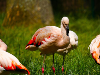 Flamants roses