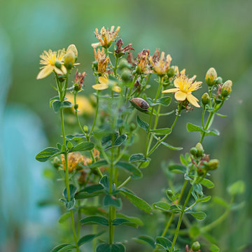 Flower of medicinal herb