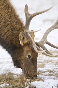 Elk - a.k.a. Wapiti deer - (Cervus canadensis), National Elk Refuge, Flat Creek, Grand Teton NP, Wyoming, USA