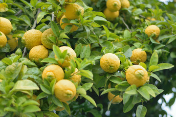 Macro details of Oranges in tree branch ready for harvesting