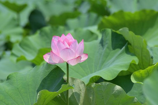 Macro texture of Japanese Pink Lotus flower with blurred background in horizontal frame