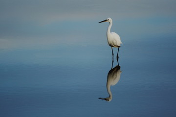 Little egret reflected in the water of Seaton Wetlands, Devon