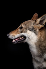 wolf dog on the black background