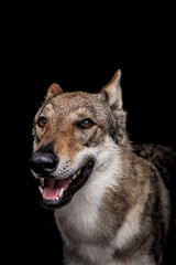 wolf dog on the black background