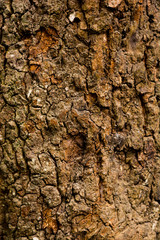 tree bark texture