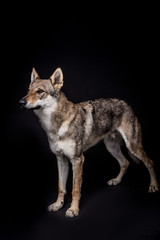 wolf dog on the black background
