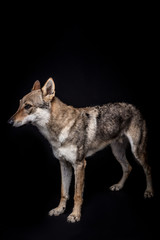 Fototapeta premium wolf dog on the black background
