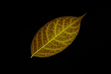 Transparent yellow leaves with isolated black background for medical conceptual and text adding commercial