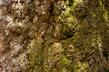 tree bark texture