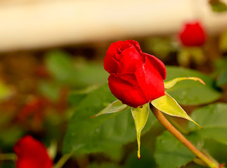 Drops of rain on rose petals.