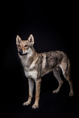 wolf dog on the black background