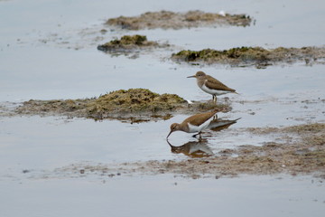 Common sandpipers feeding in Seaton Wetland, Devon