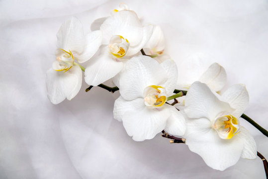 The branch of white orchids on white fabric background