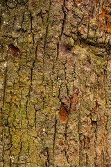 tree bark texture
