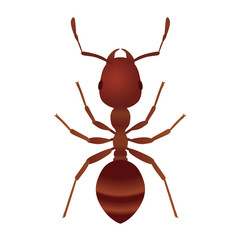 fire ant.