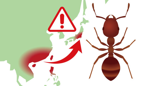 fire ants invasion of japan.