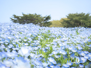 Flower field