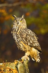 Eurasian eagle owl