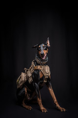 Dobermann Pinscher on the black background