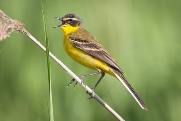 Yellow wagtail