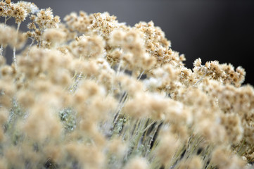 Yellow little flowers on a blurred background