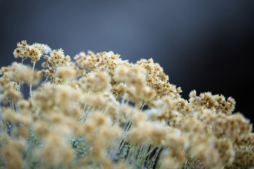 Yellow little flowers on a blurred background