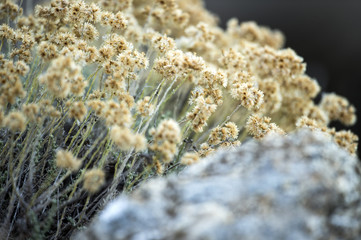 Yellow little flowers on a blurred background