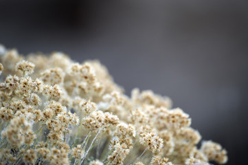 Yellow little flowers on a blurred background