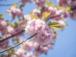 cherry blossom 7