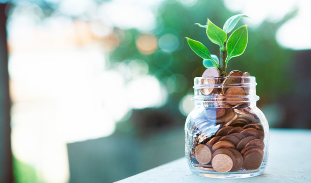 Pianta cresce nei soldi risparmiati, economia