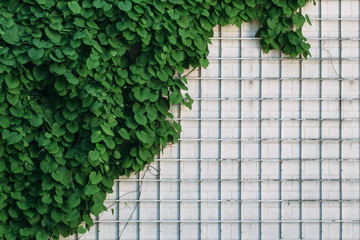 Brick wall covered in ivy. Background for your design
