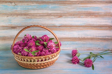 Fototapeta na wymiar Freshly harvested red clover in the basket by hand on blue background. Medicinal plants collected for drying. Studio light. Plenty of space for text. Suitable for design. Wallpaper, poster, template.