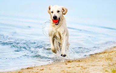 Crédence de cuisine en verre imprimé Chien chien court le long de la plage dans un jet d& 39 eau
