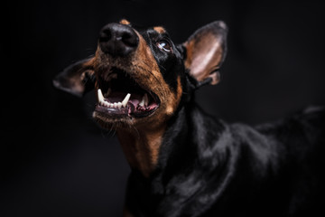 Dobermann Pinscher on the black background