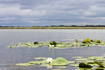 Water lilies nymphaeaceae in the lake against a stormy sky with clouds